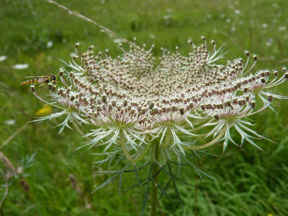 Macro photo of umbel