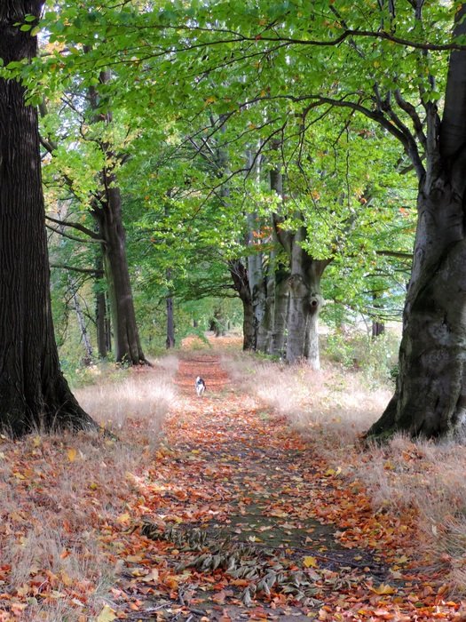 alley with yellow leaves in the park
