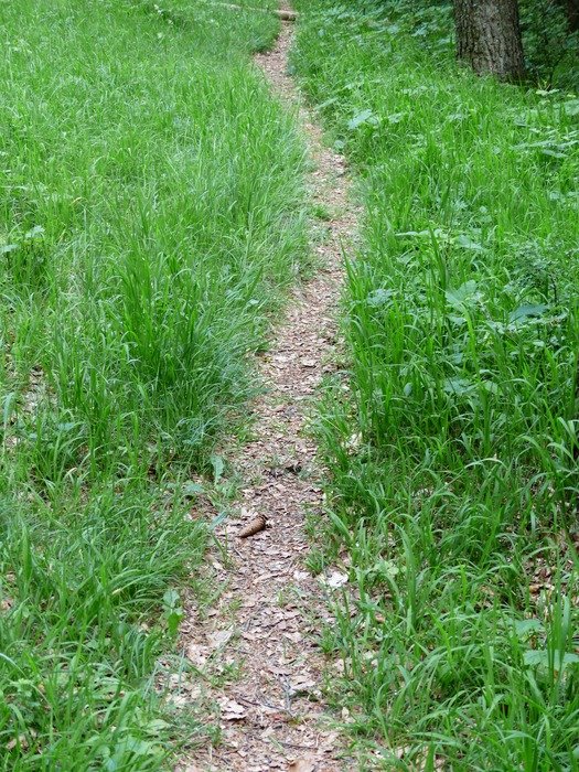 path in the forest