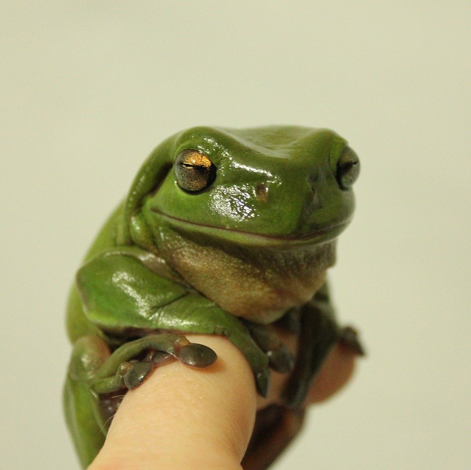 little frog on finger