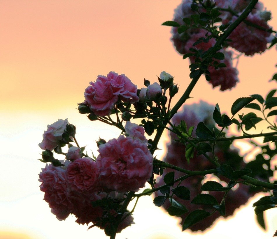rose bush on a background of pink heaven