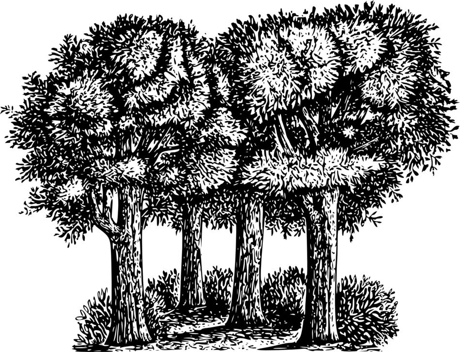 tree forest black and white sketch