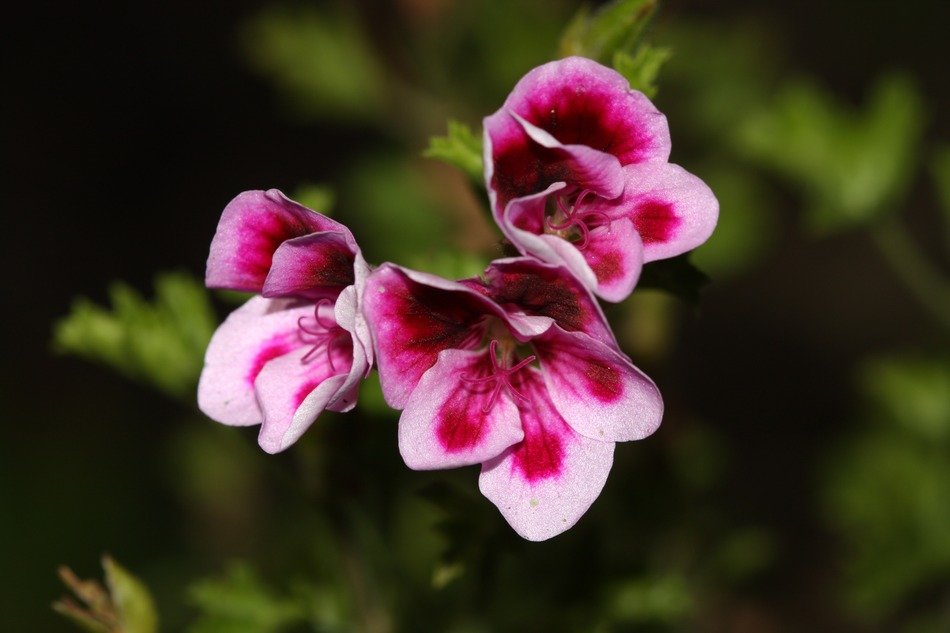 Colorful white-pink flowers on a blurred background