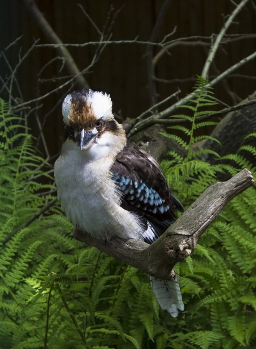 Kookaburra, beautiful bird among green grass