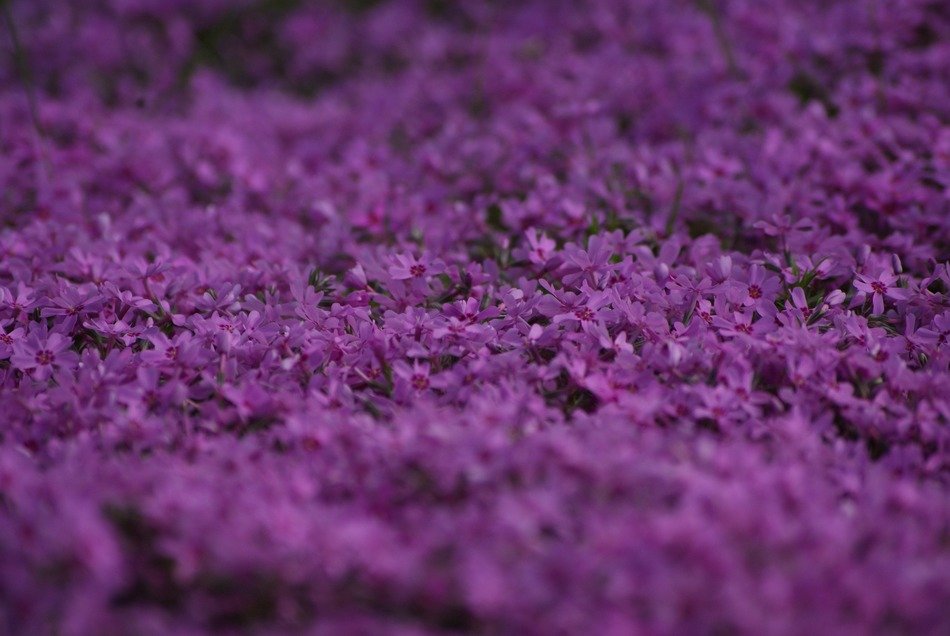 purple flowers, background