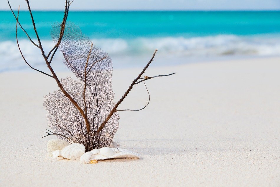 coral composition on the beach