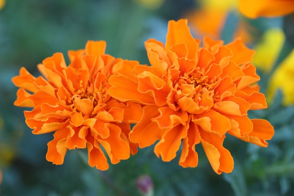 flower garden in Minnesota