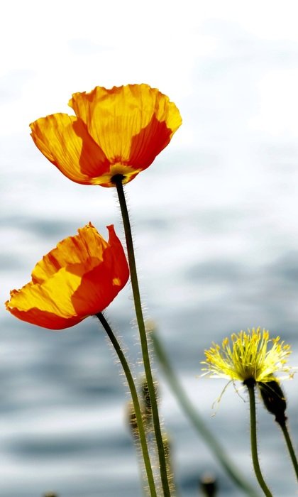 yellow red poppies on the field