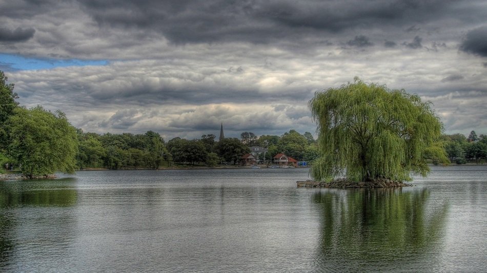 wide willow tree among water under cloudy sky