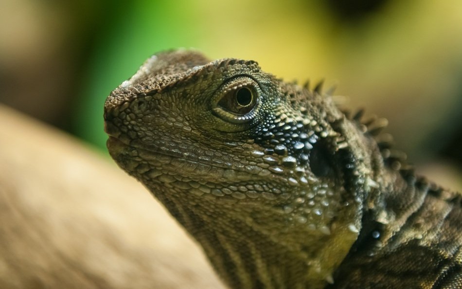 lizard head close up