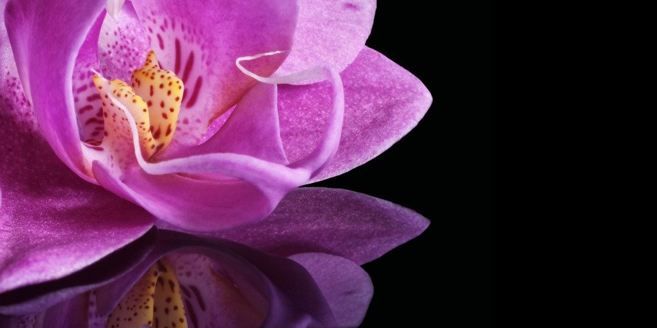 mirroring of orchid flower