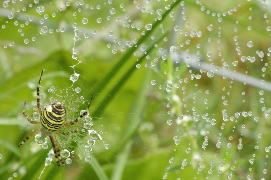 spider on the web and water drops