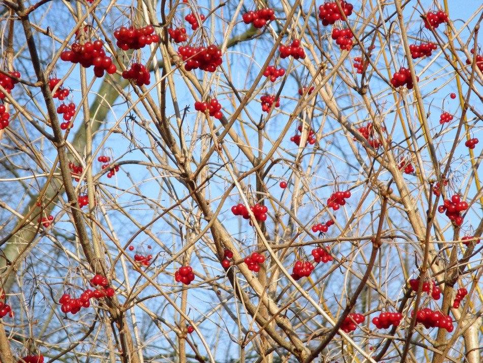 berries on the tree