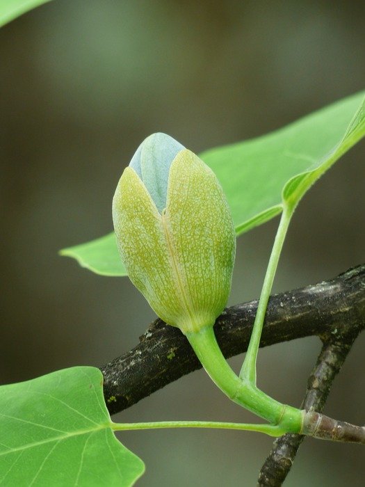 tulip tree flowerbud