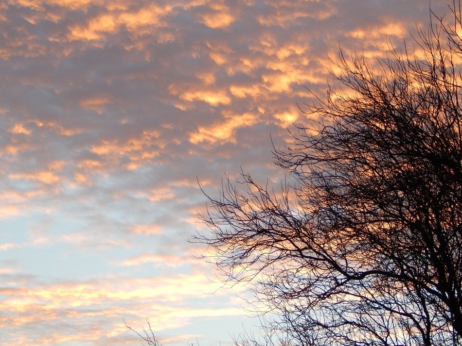 tree silhouette branches sky
