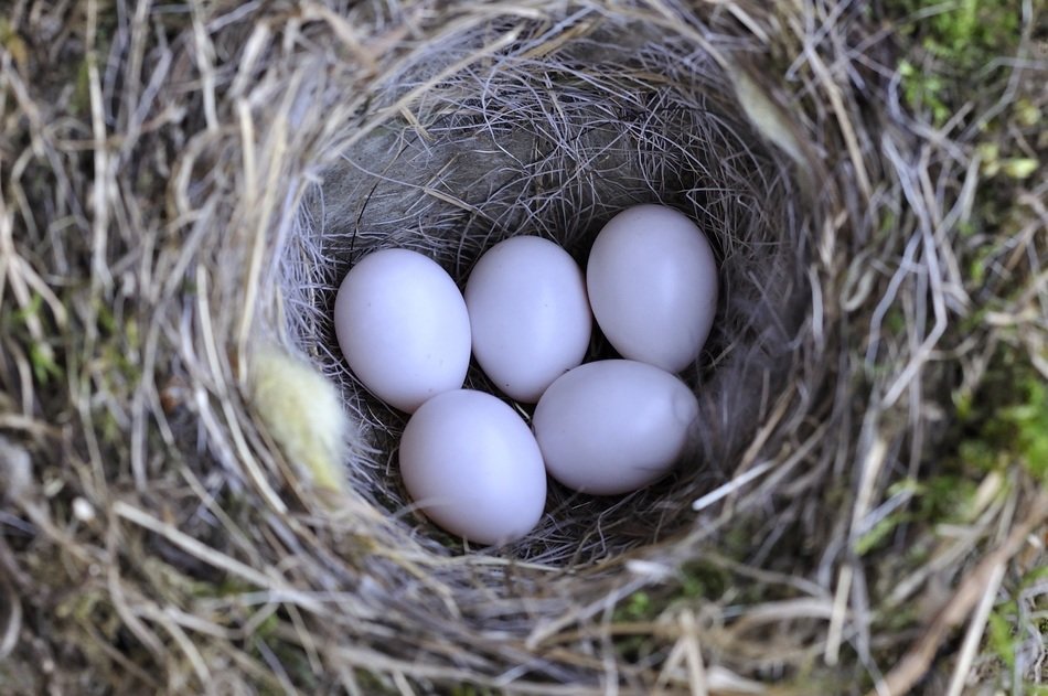 Five shiny eggs in the nest among the colorful plants