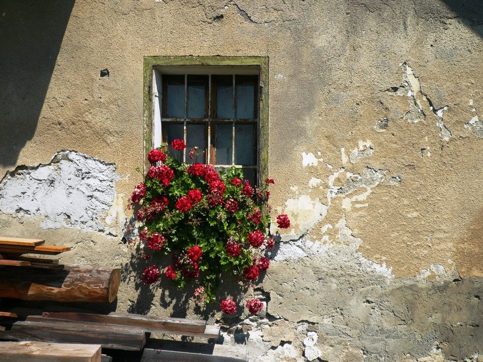 red geranium as a decoration of the old facade