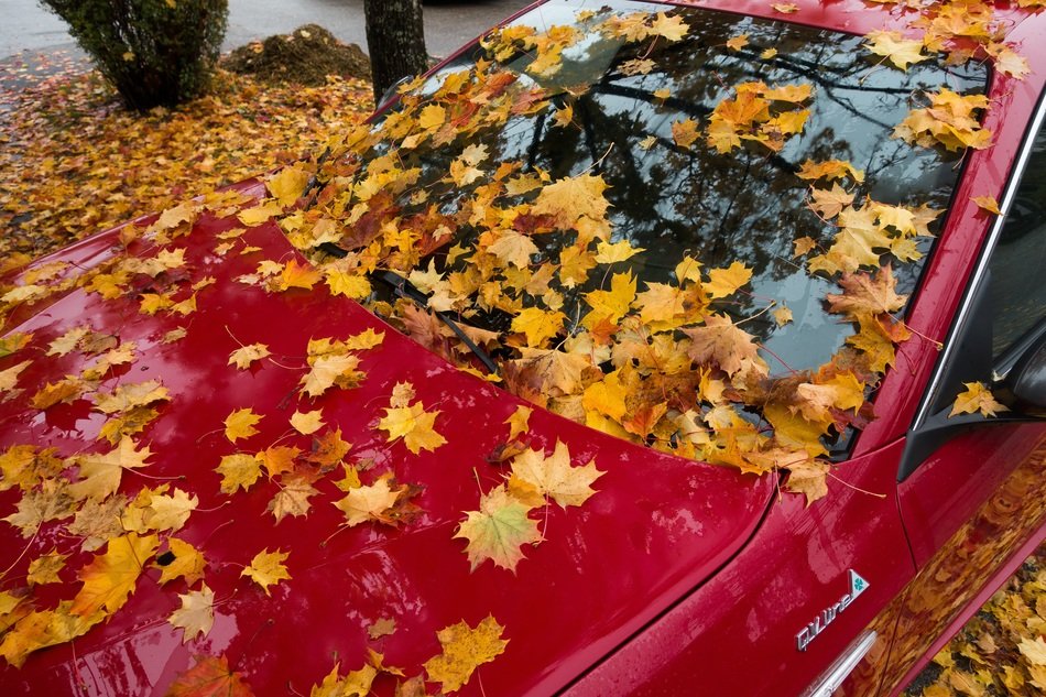 red alfa romeo in autumn leaves