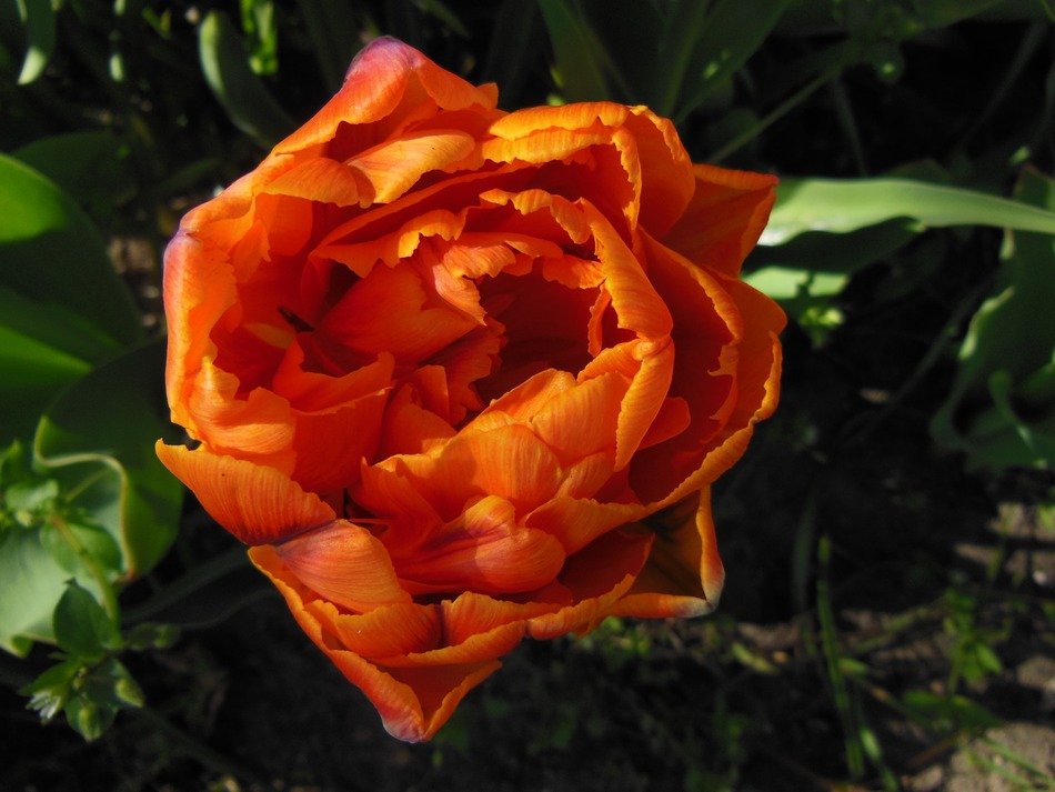 orange double tulip, top view