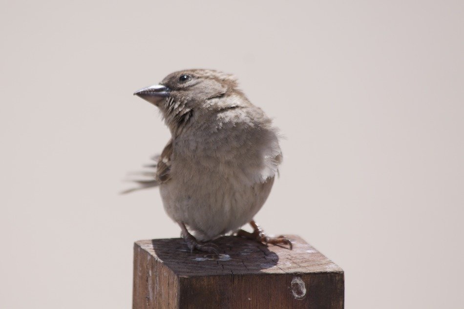gray sparrow on a wooden post