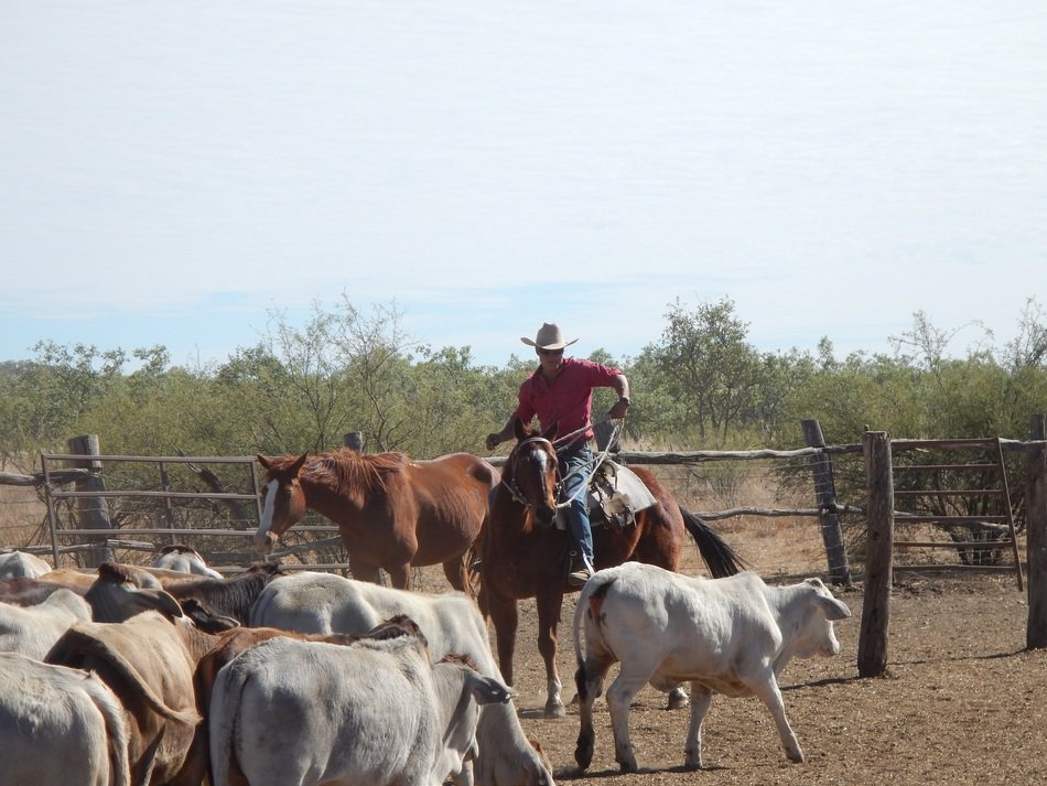 cowboy activity in Australia