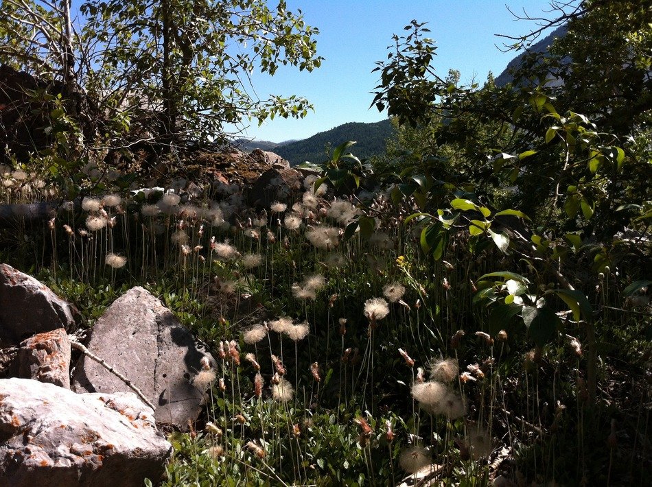 Mountain flowers near the tree