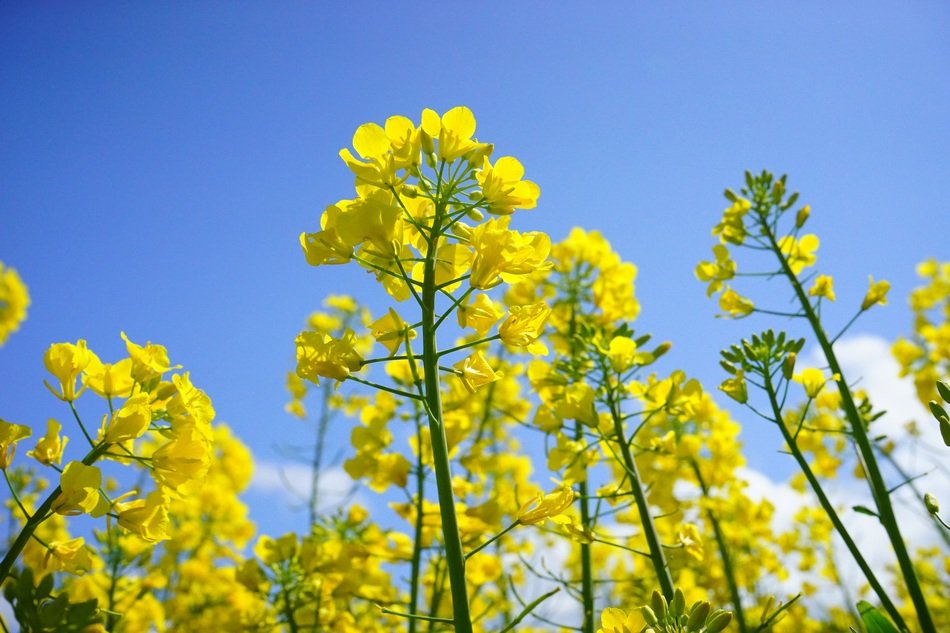 yellow buds of rapeseed