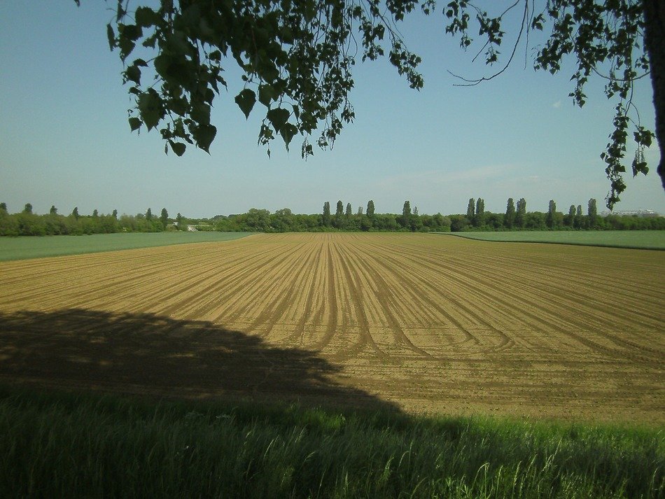 wide harvested field at summer