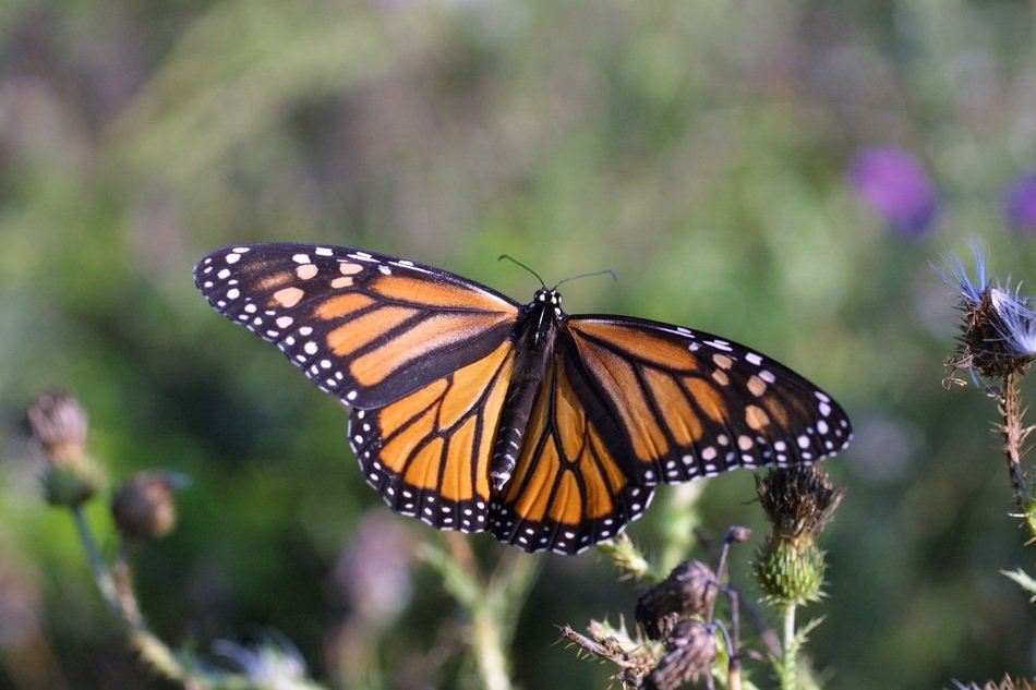 monarch butterfly on the thorn