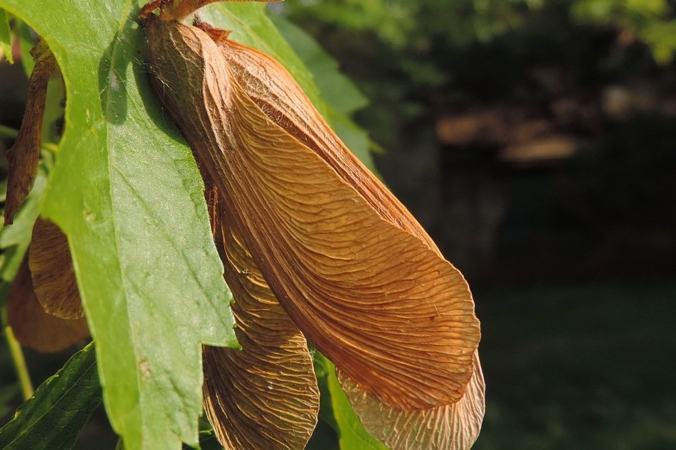 maple flower