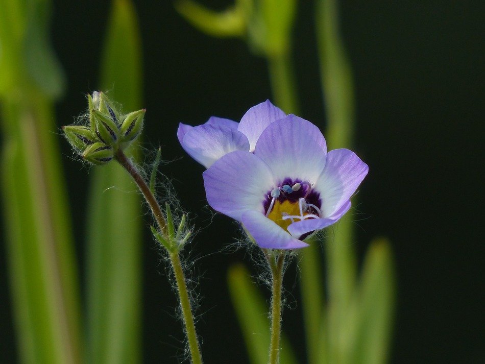 light purple vogelaeuglein