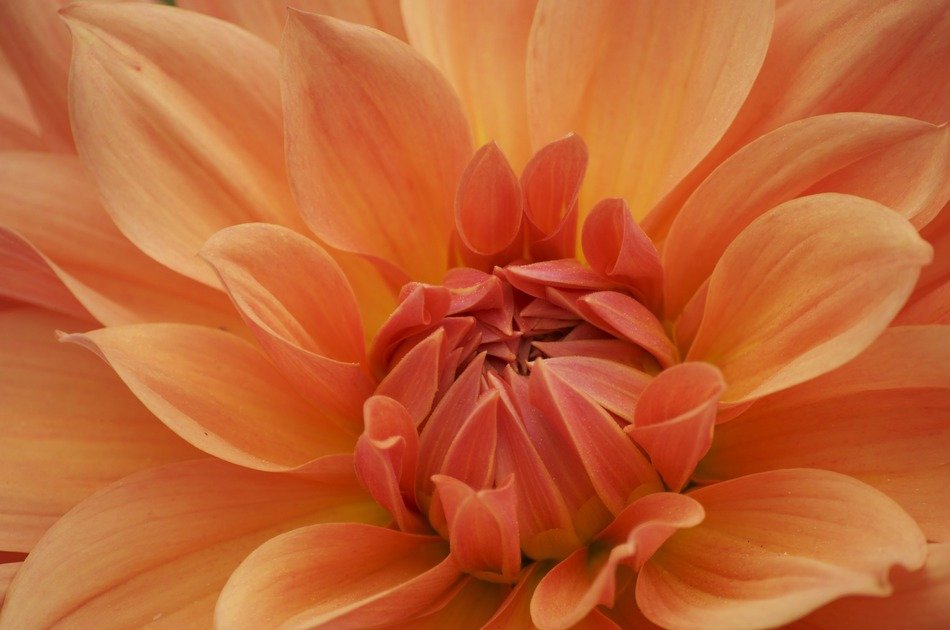Macro picture of orange flower