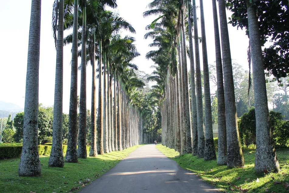 landscape of palm alley in the tropics