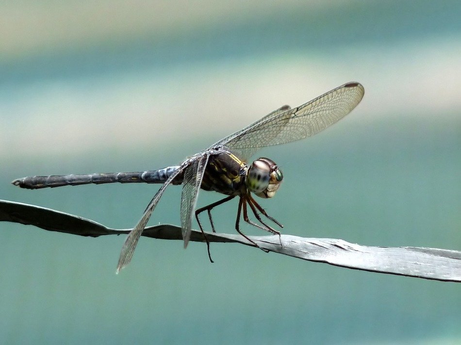 macro photo of cratilla lineata insect