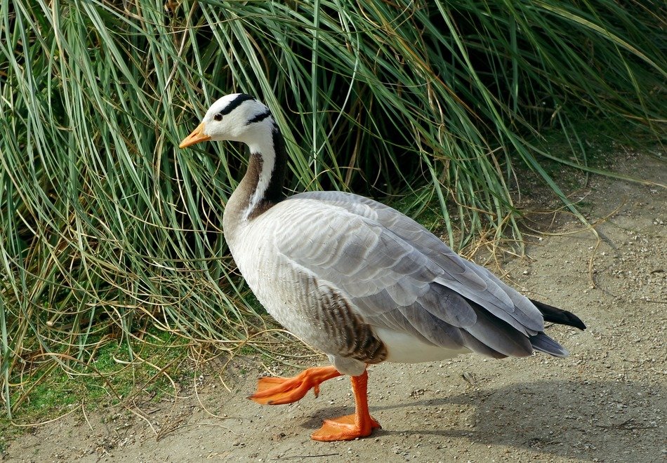 anser indicus in the wild nature
