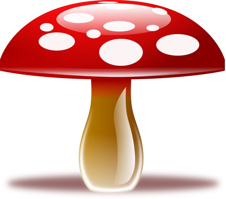 drawing of a mushroom on a white background
