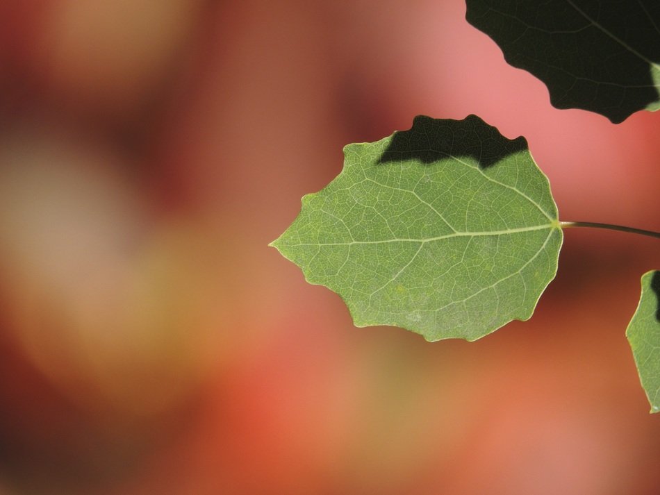 macro view of wonderful poplar leaf
