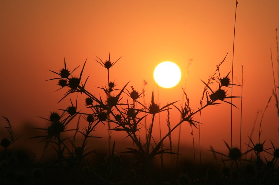 silhouette of a plant in thorns at sunset