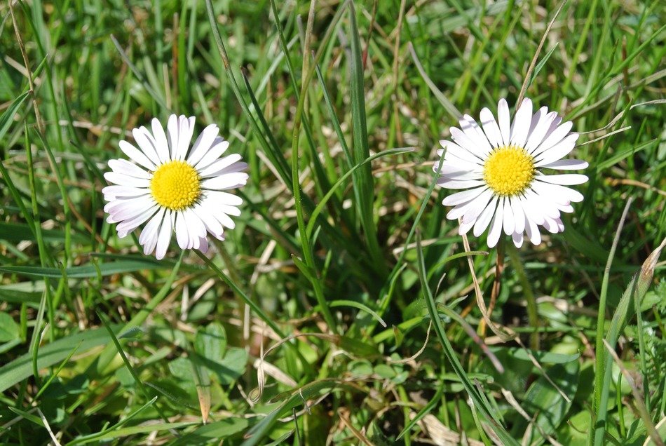 two daisy flower in the meadow