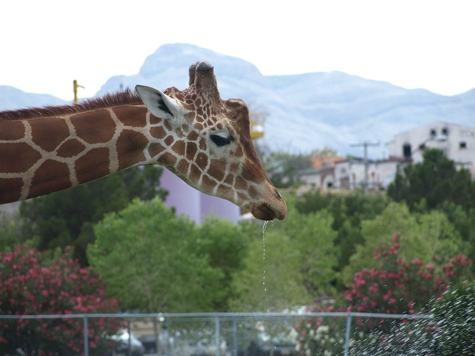 Picture of giraffe in the wilderness