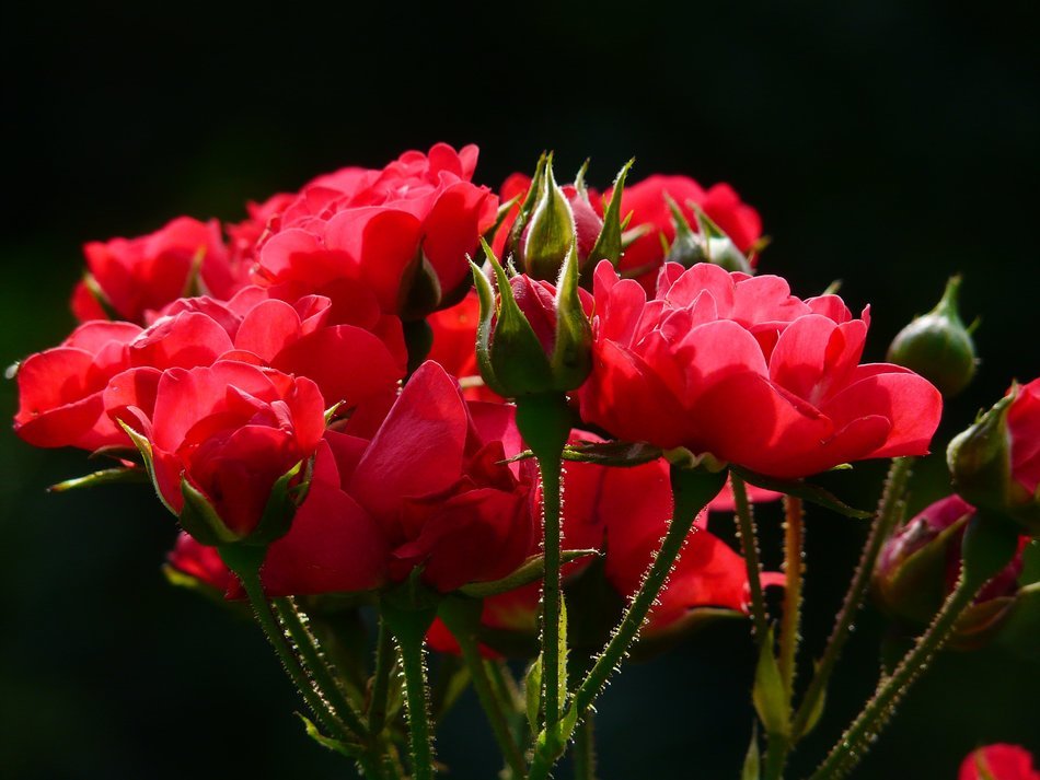 red roses with buds on black