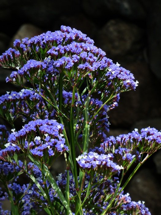 blue flower blossom on Tenerife