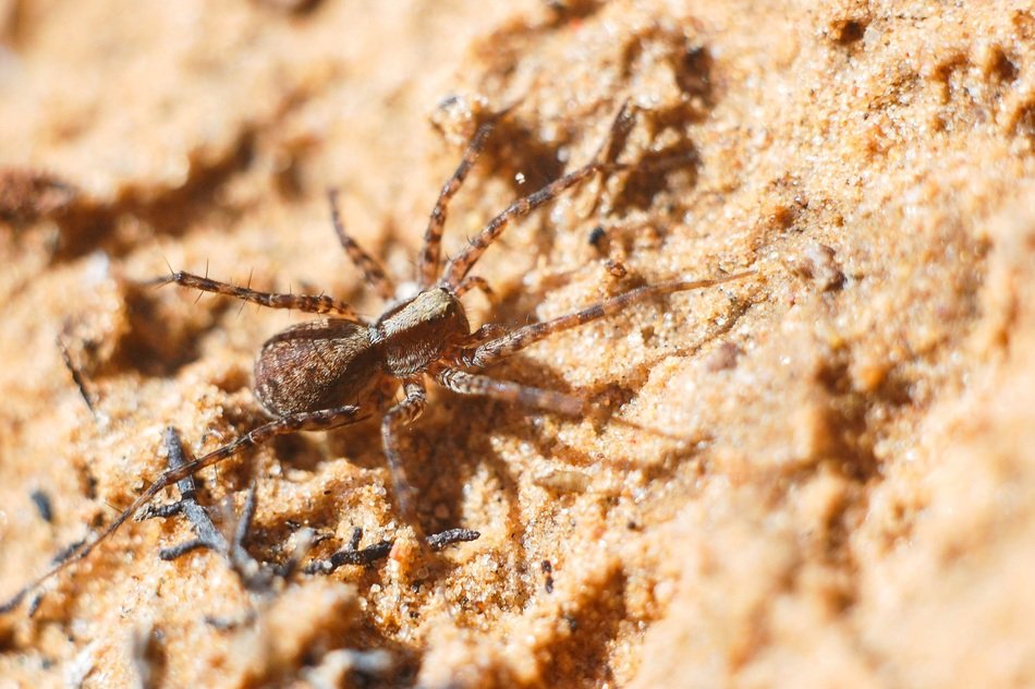 spider on the yellow sand