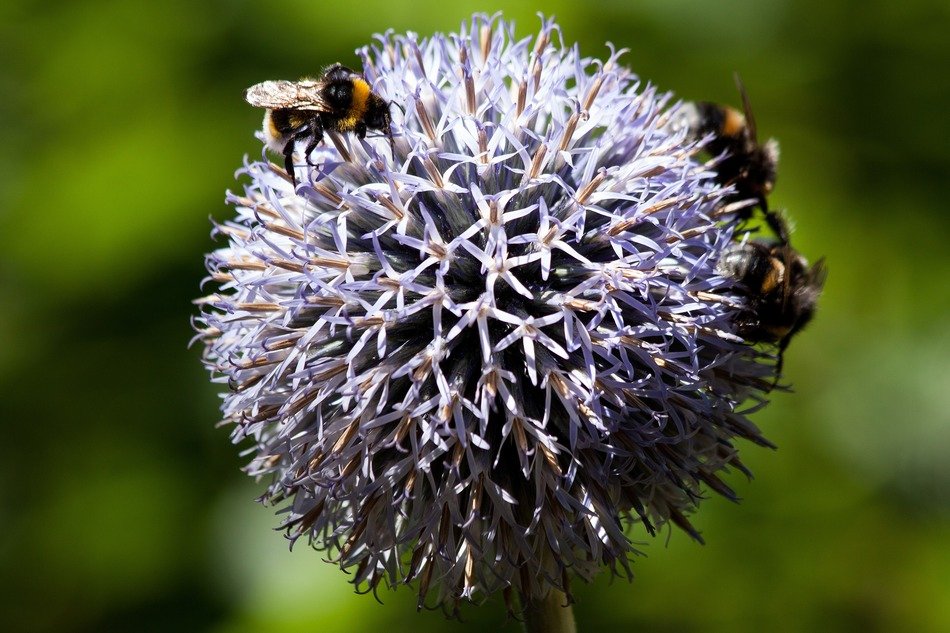 Bumblebee on echinops