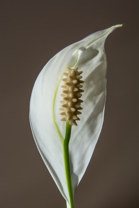 photo of White flower bud