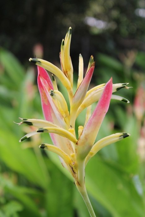 blooming of pink ginger