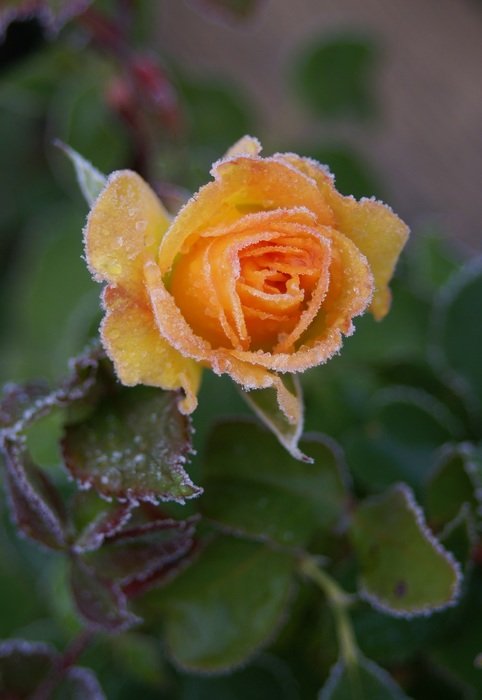 yellow rose in the frost