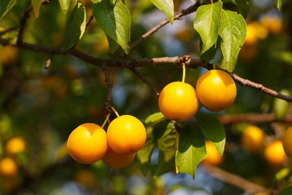Yellow cherries in the rays of sunlight