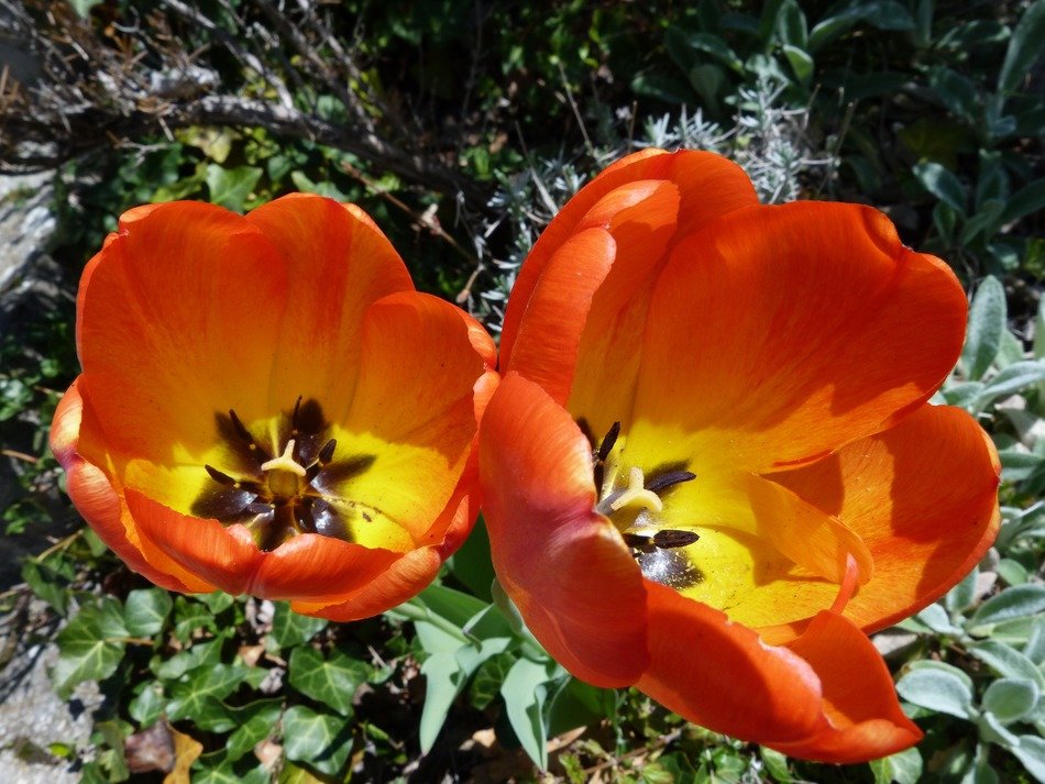 Orange and yellow flowers blossom in spring