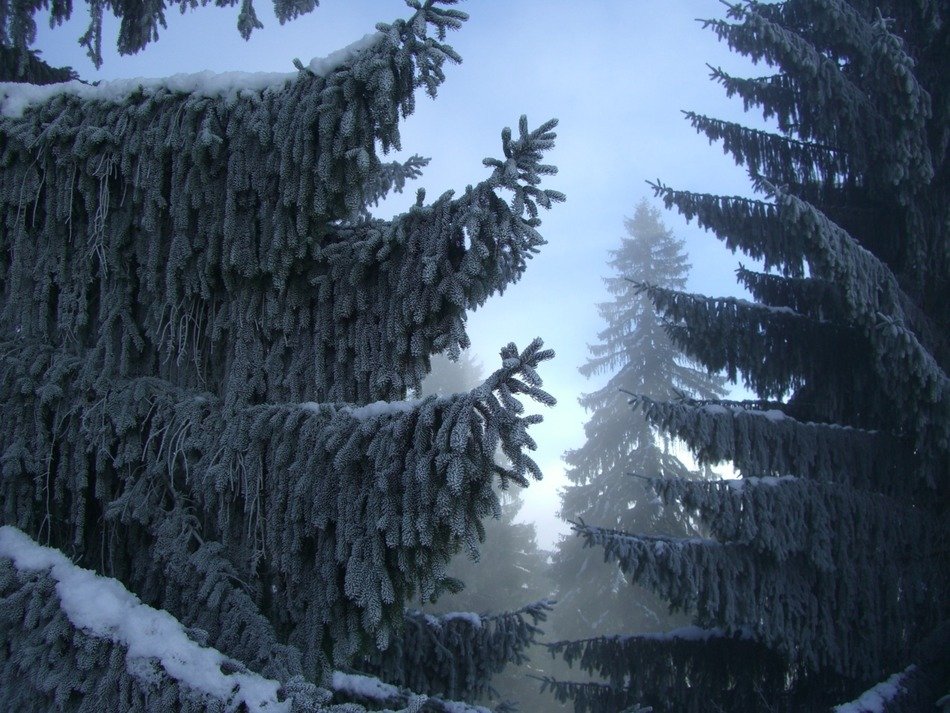 fir winter forest In the snow